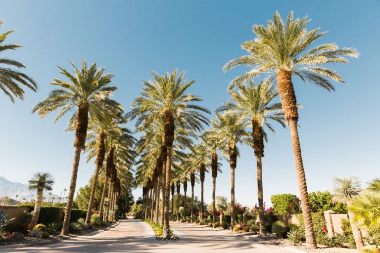 Palm Springs Wedding Planner 